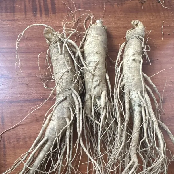 长白山新鲜人参6年