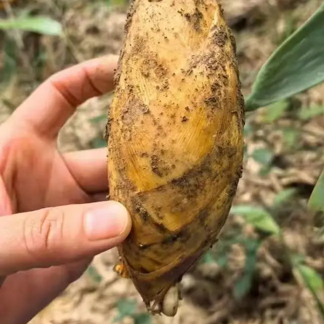 新鲜冬笋小沙江高山带壳笋肉厚脆嫩应季蔬菜