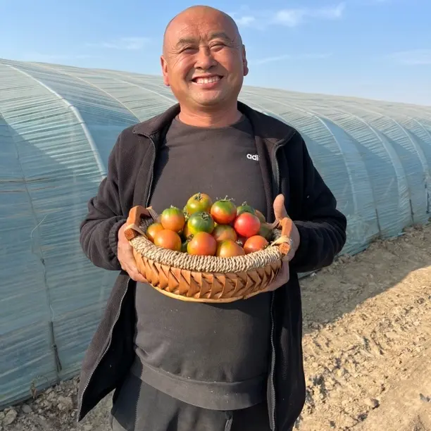 盘锦盐碱地番茄西红柿水果柿子铁皮西红柿酸甜(小果）