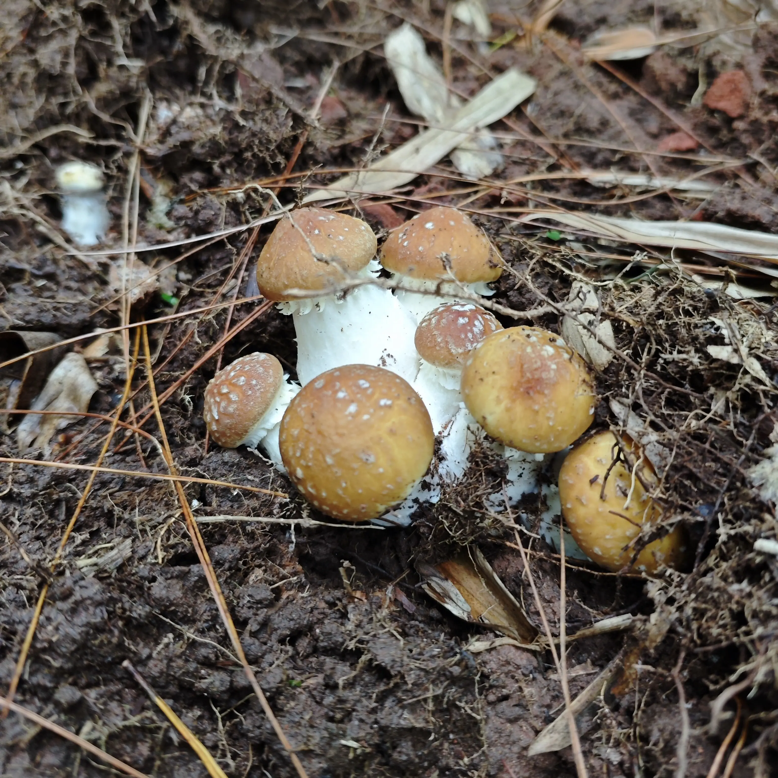 新哥助农推荐  顺丰包邮新鲜美味赤松茸山林下种植可煲汤煎炸