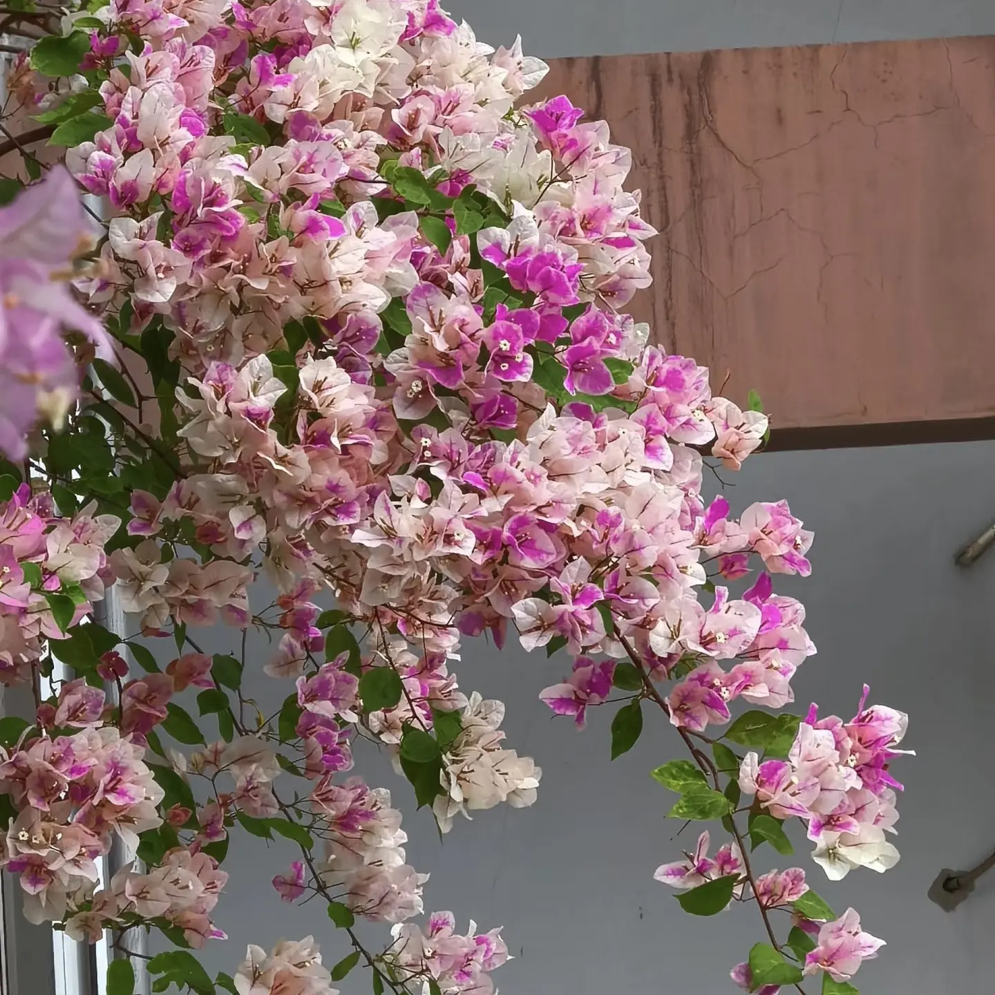 漳红樱花蝴蝶三角梅花卉勤花四季开花耐热耐晒绿植