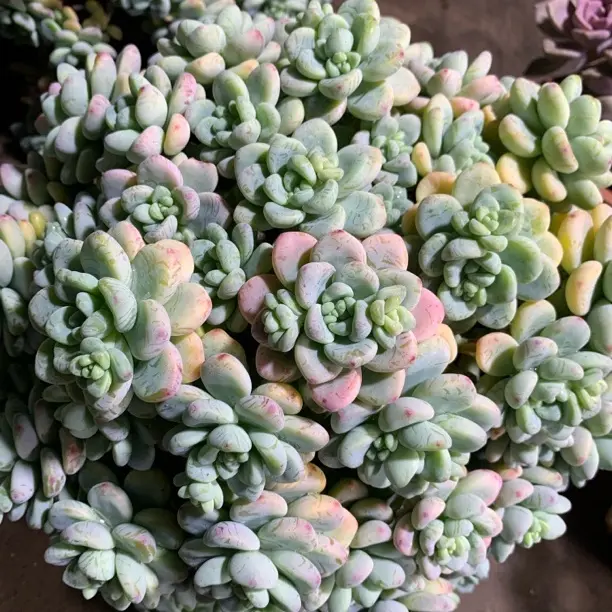 香甜味大劳尔多肉植物适合阳台新手养护室内好养绿植盆栽