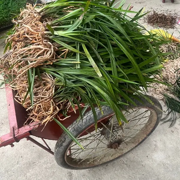兰花苗一物一拍浓香花卉