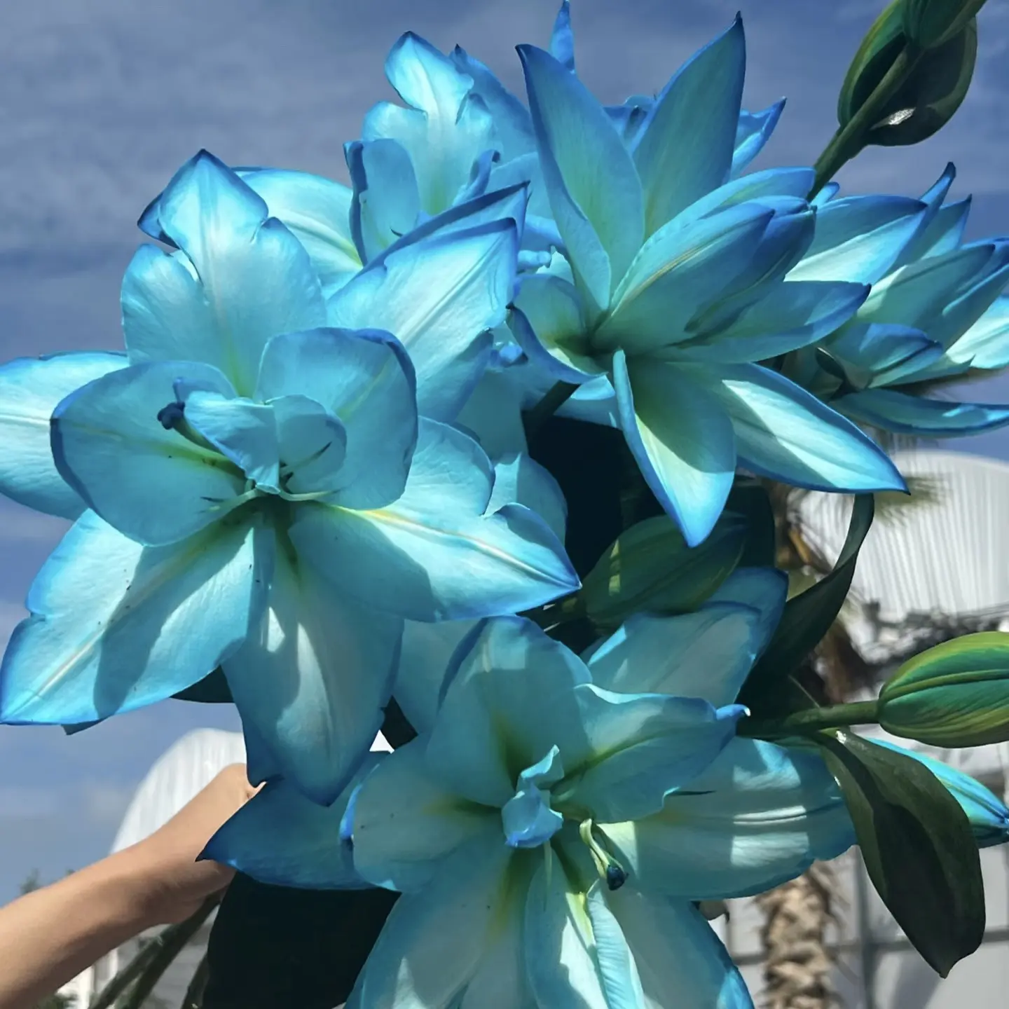 【星空重瓣百合】鲜切花两单普快三单顺丰冷链送货上门云南直发