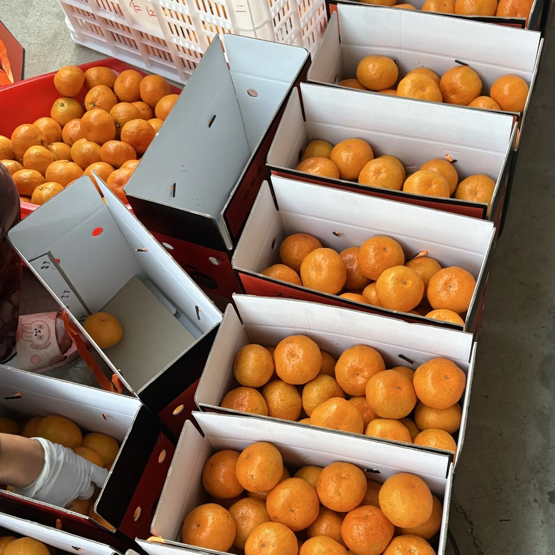 正宗涌泉蜜橘桔子皮薄多汁无籽无核应季新鲜孕妇水果现摘现发