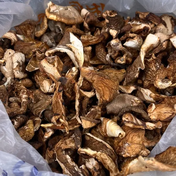 东北野生元蘑自然晾晒干货菌菇山货特产