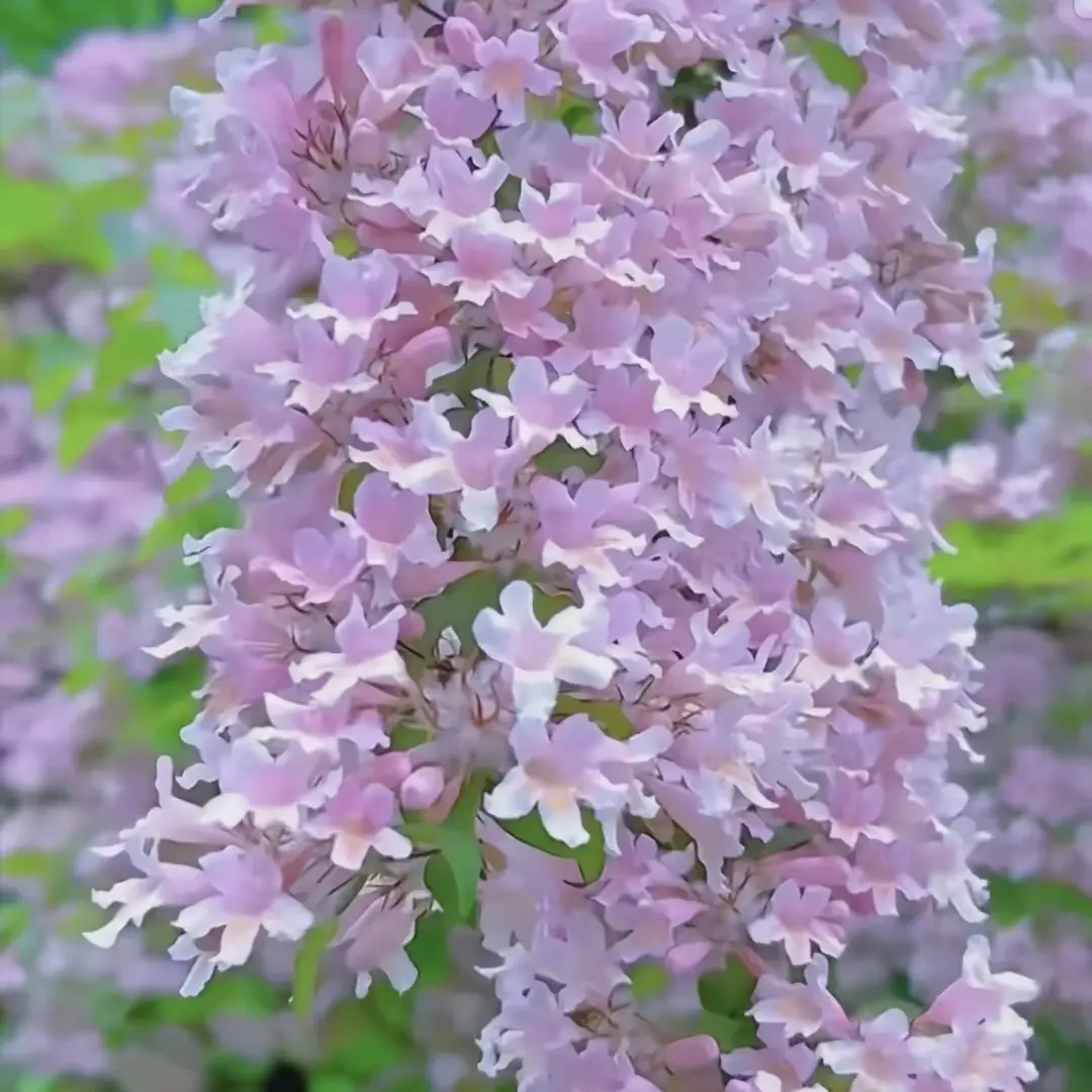 猥实花庭院花卉耐寒植物盆栽地栽都可以花园植物