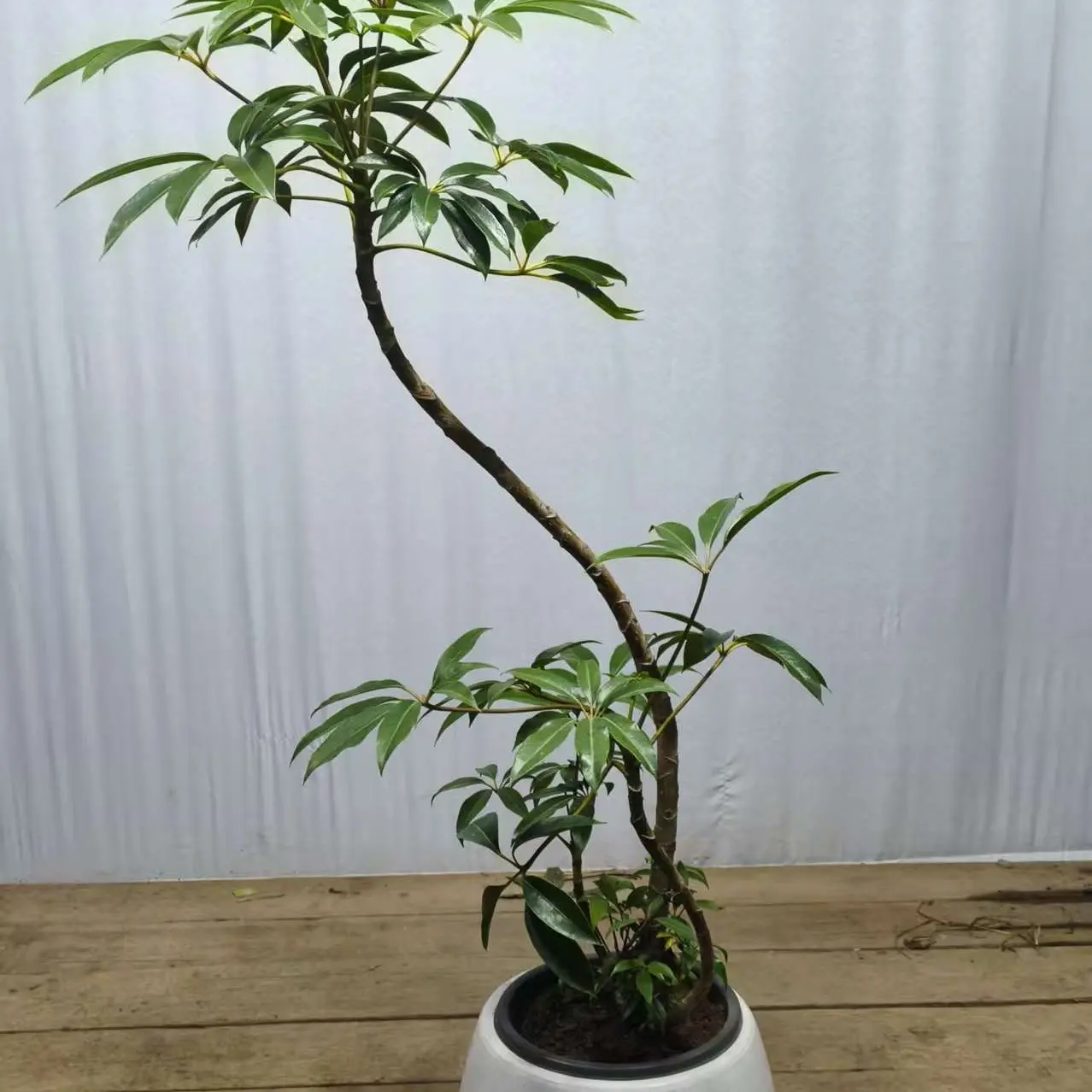 大叶伞保罗造型老桩室内客厅办公室北欧风好养观叶绿植可净化空气