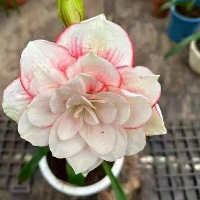 朱顶红【白日梦】越朱侧 只包对版，不包后期养护