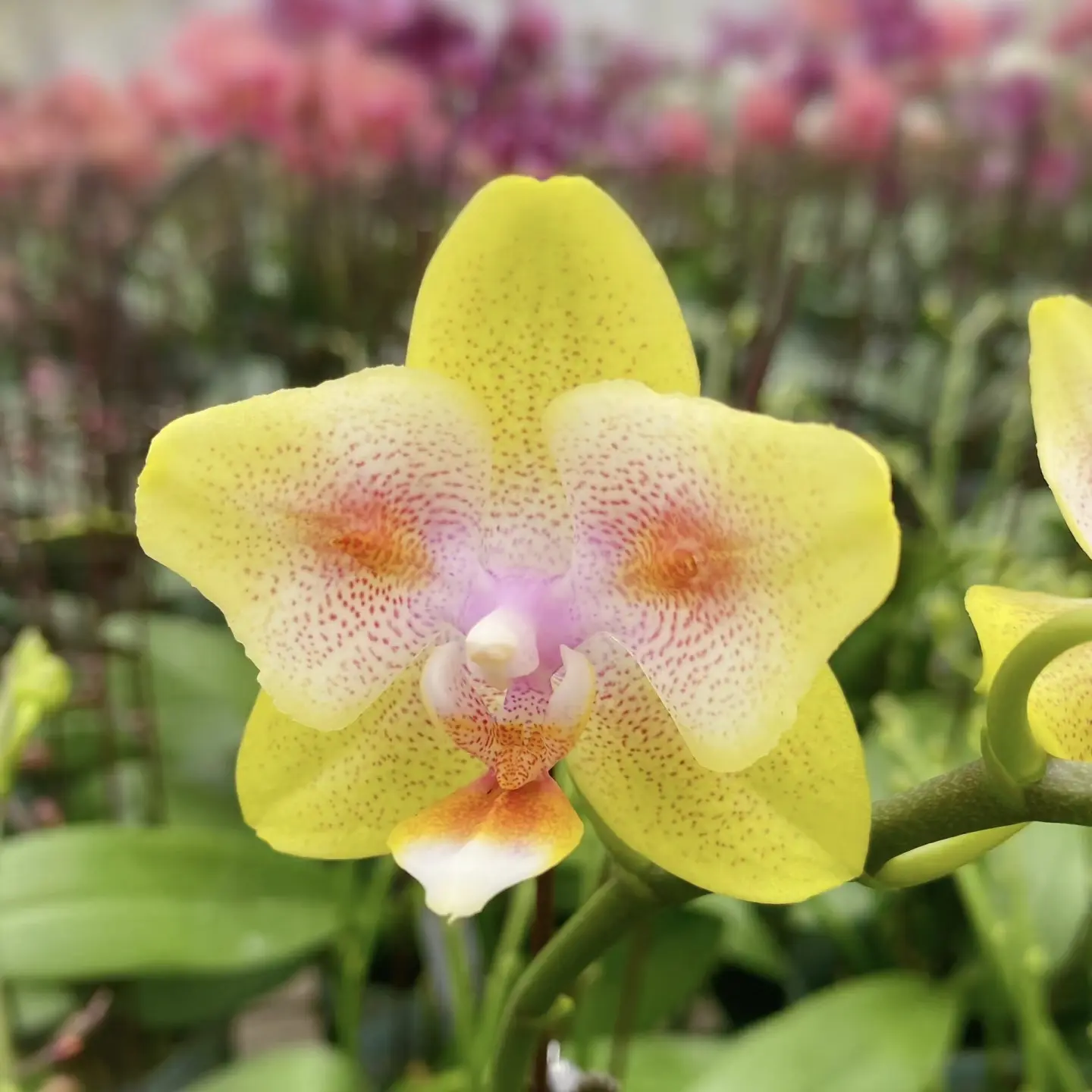 【海绵宝宝】蝴蝶兰苗3.0寸杯不带花双花剑发货  开花带香味