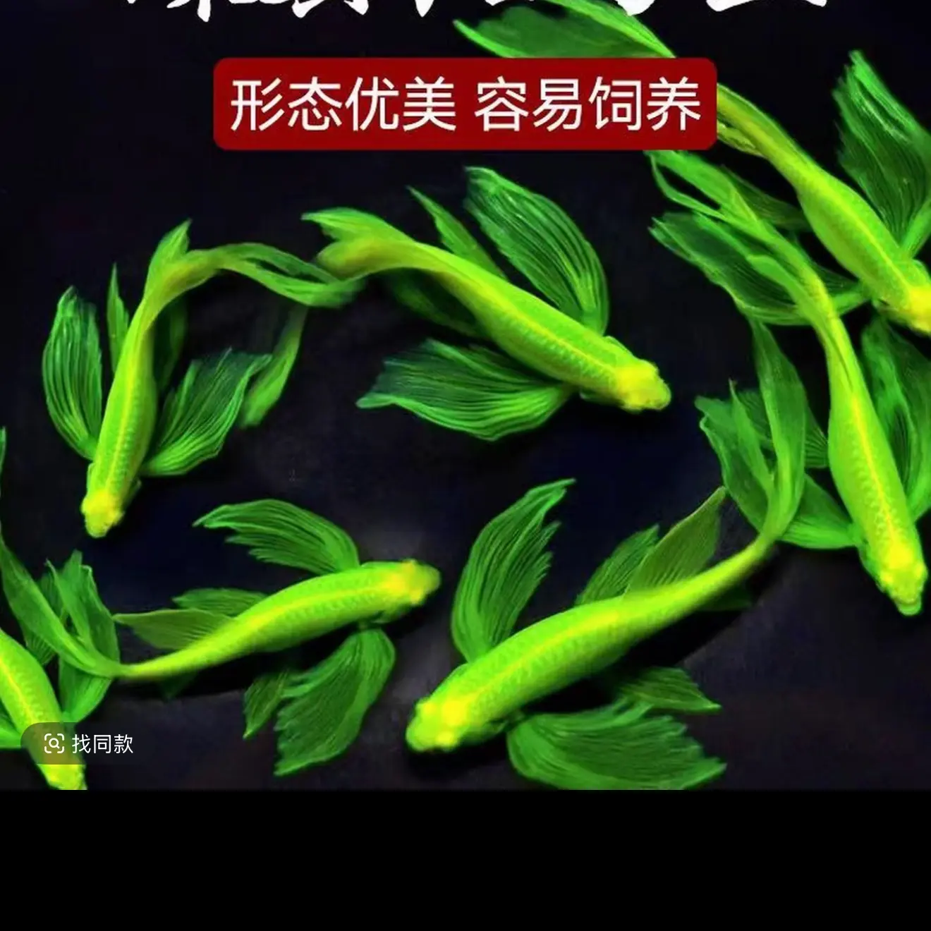 蝶翼斑马鱼 长尾长鳍 小型热带淡水鱼 好养耐活观赏鱼