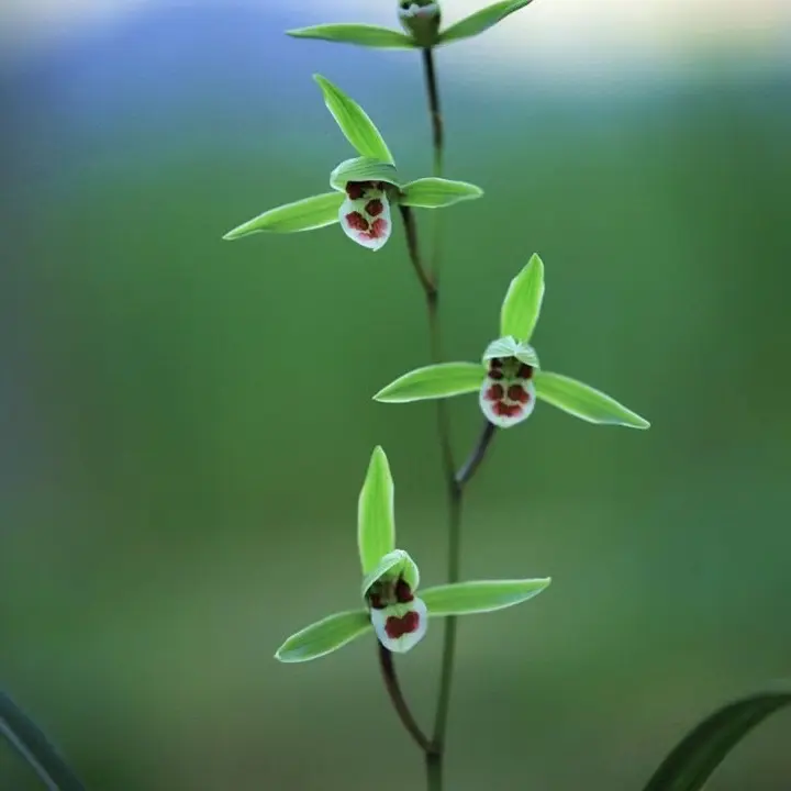 基地直播植物选带花苞精品兰花苗兰花草东方兰花上等兰花