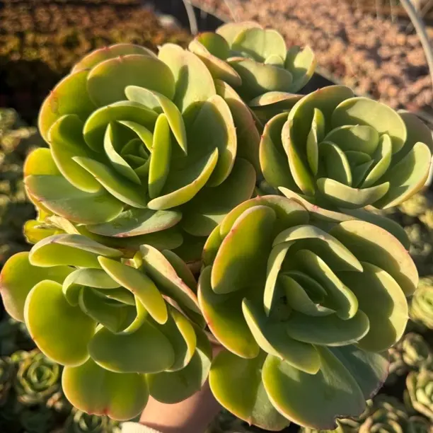 多肉碧桃老桩室内外绿植好养易活净化空气