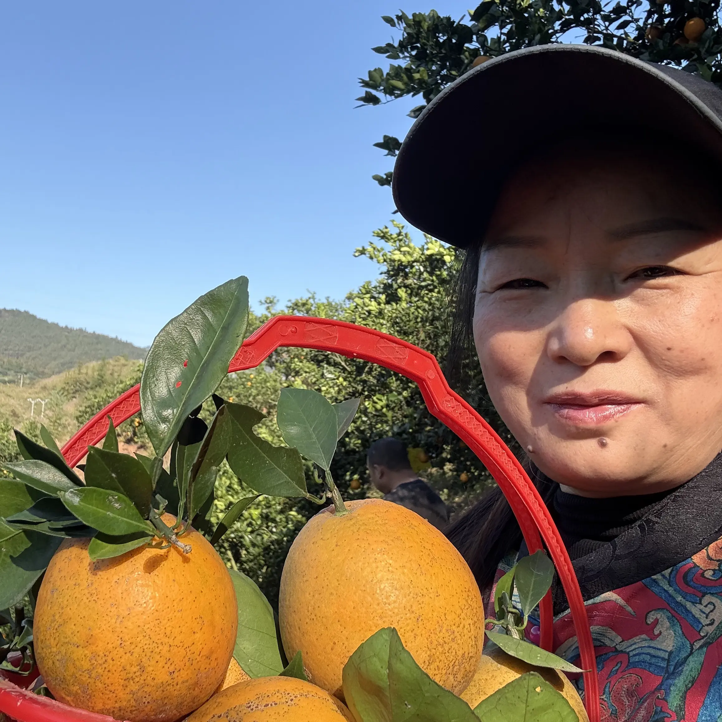 榕江脐橙现摘现发新鲜时令当季橙子产地直发果园直发