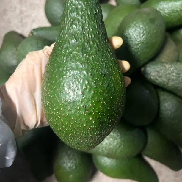 云南保山平克顿超大牛油果特大牛油果新鲜