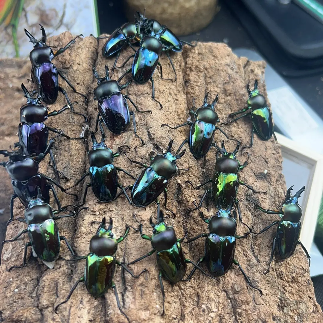 紫色彩虹锹甲短牙对虫