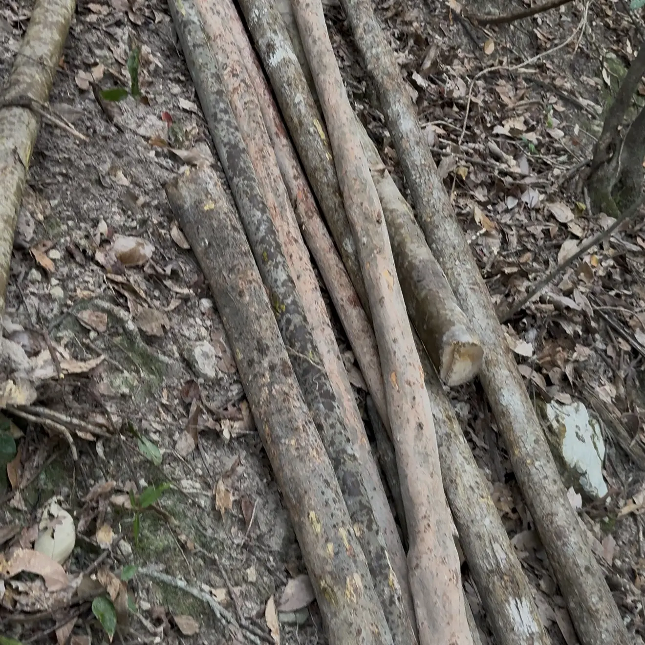 纯天然原木锄头柄 水杨梅锄头柄木棍武术棍铁锹钯刀柄异形原木