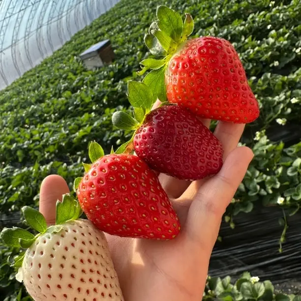 四色草莓多拼真红美玲盐莓九九淡雪现摘现发新鲜水果顺丰孕妇