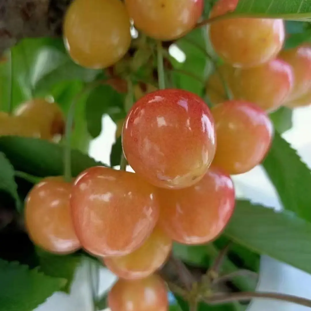 【汉源冰壶】国产新鲜水果 现摘现发 顺丰鲜达