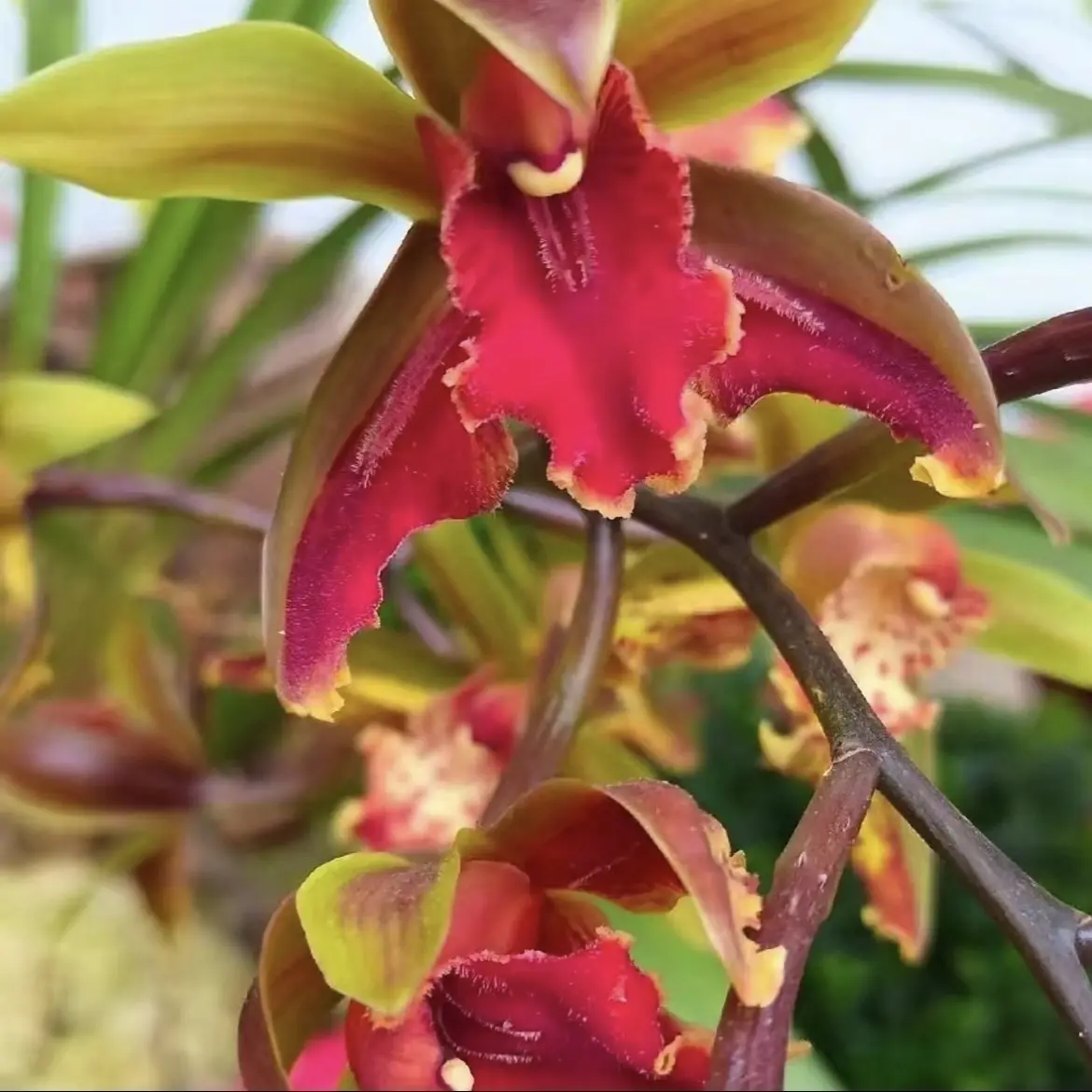 兰草直播间虎头兰红素全蝶浓香型（一物一拍）