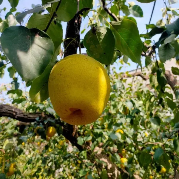 雪梨新鲜现摘脆甜多汁水果