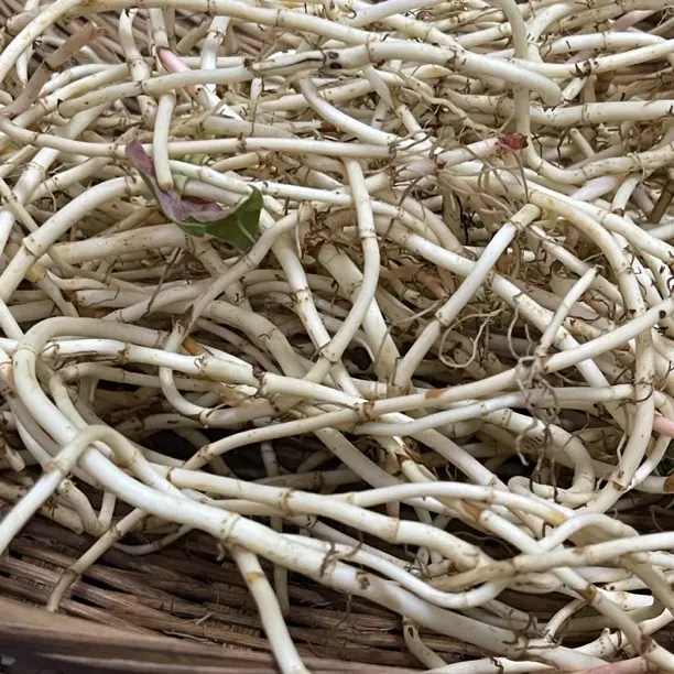 贵州新鲜现挖折耳根嫩根农家自种