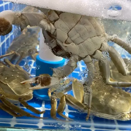 江苏大蟹正宗清蒸蟹黄膏蟹