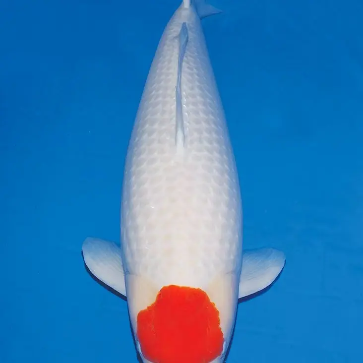 丹顶锦鲤观赏鱼耐活好养冷水淡水鱼适合庭院招财