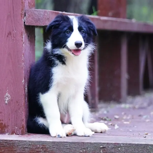 by妹妹③黑白边牧活体边境牧羊犬宠物狗狗带货幼犬抖音