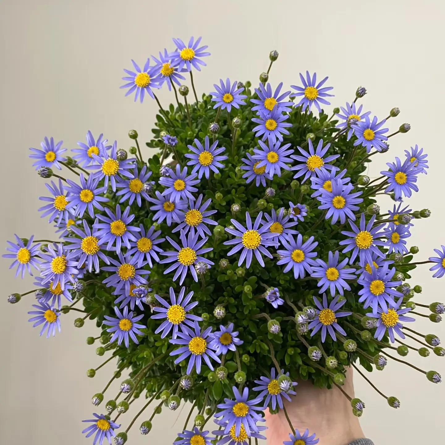 【蓝玛 玛格丽特】多年生花卉耐寒易爆花好养盆栽