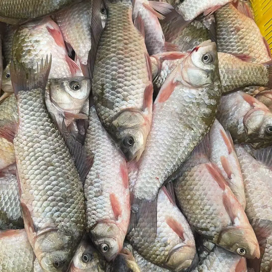 新鲜野生鲫鱼5斤顺丰发货可用于月子煮汤中小鲫鱼5斤装