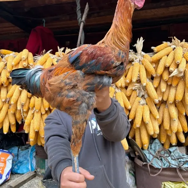 原种武定高脚土鸡童子鸡鸡肉