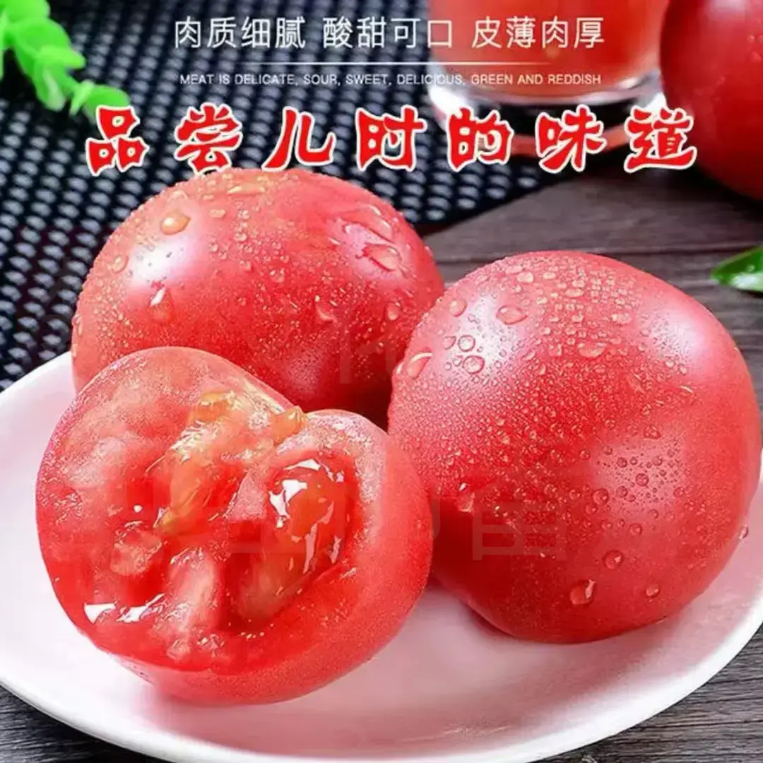  攀枝花西红柿自然熟番茄酸甜多汁新鲜现摘应季水果蔬菜