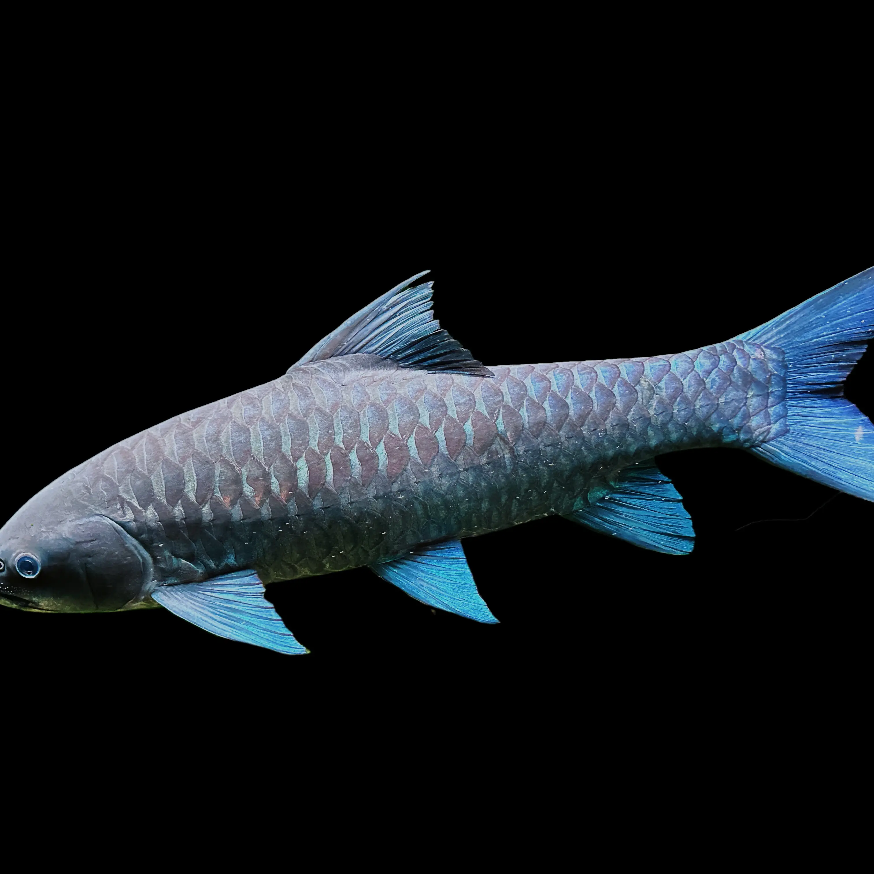 蓝吉罗观赏鱼原生冷水鱼耐活好养适合新手