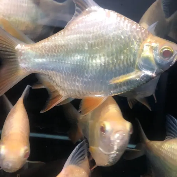 短身元宝鲫凤鱼观赏黄金热带鱼好养活，龙鱼虎鱼金鱼混养配鱼