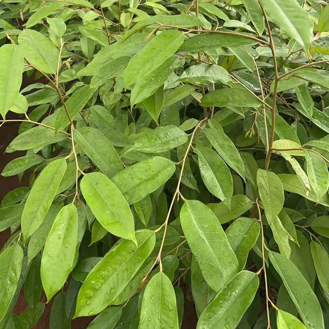 海南榴莲苗带叶带土发货