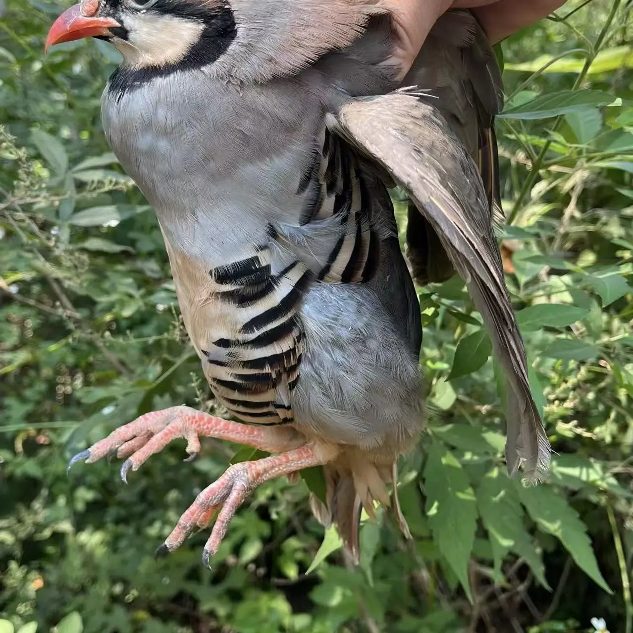 (郭总专属)农家散养鹧鸪鸡新鲜整鸡生鲜肉质好京东包邮