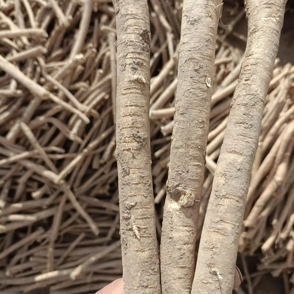 甘肃岷县新鲜黄芪整条装