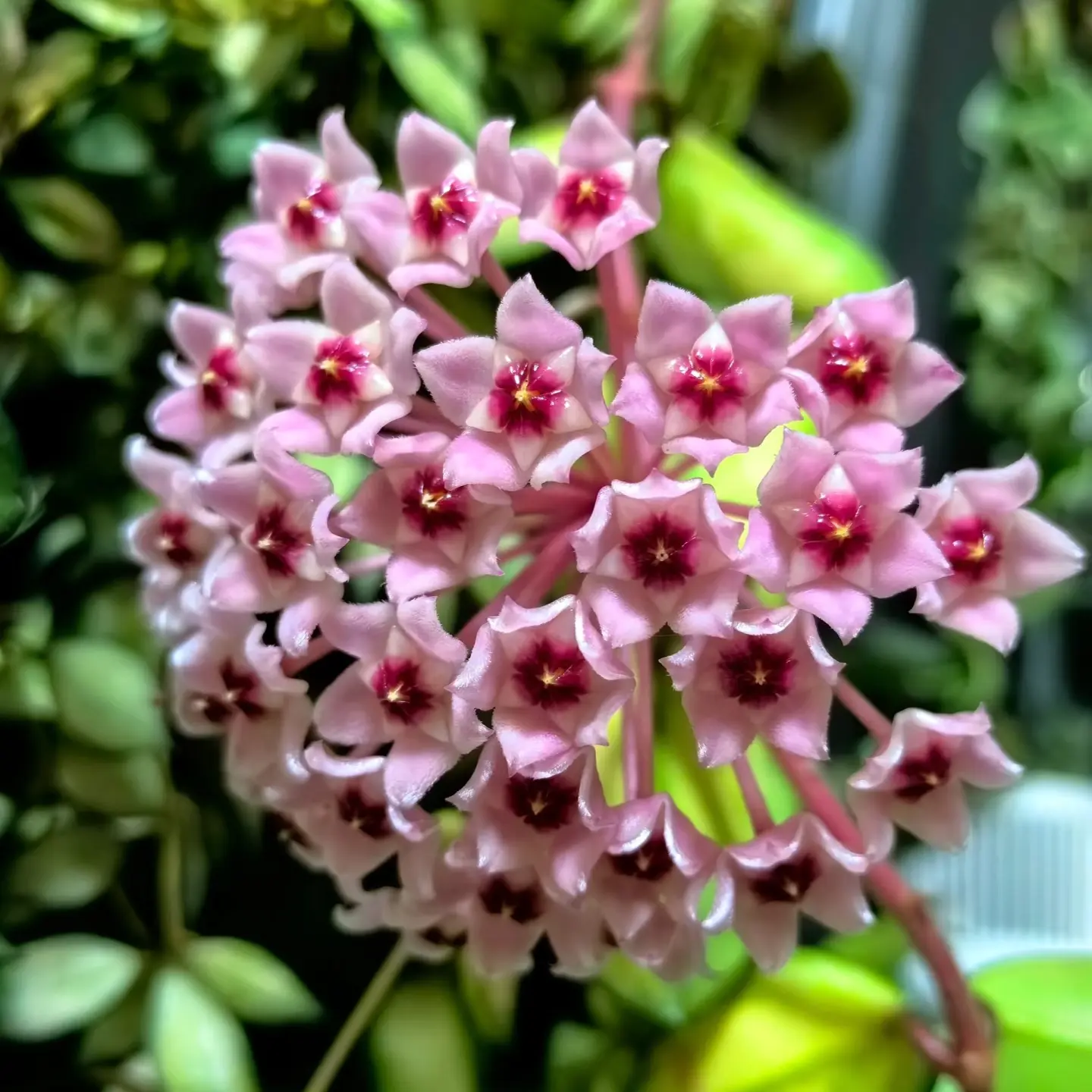 球兰一物一拍66666666666