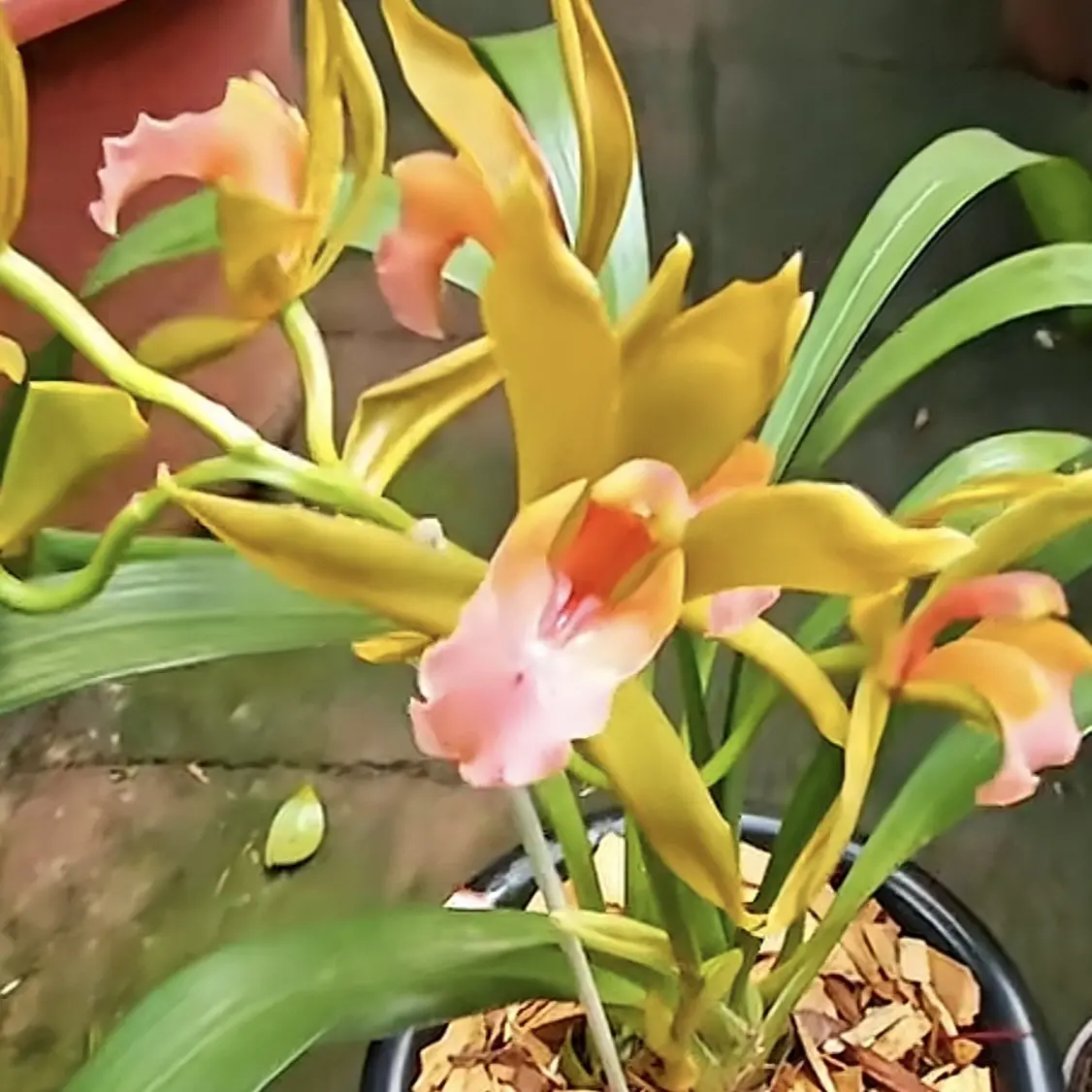 班舌兰稀有品种直播间一物一拍偏远地区不包邮室内外好养