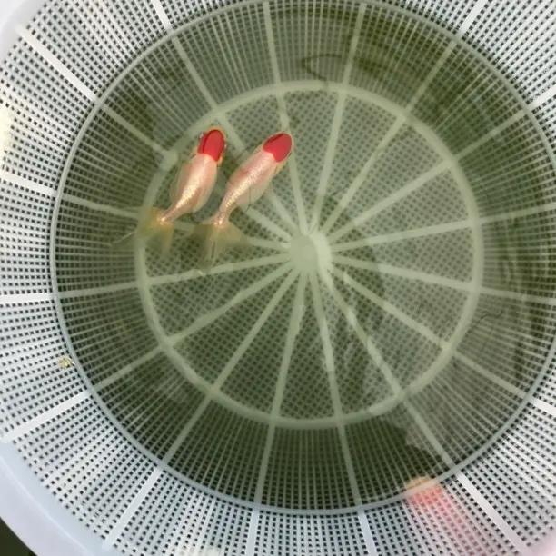 鹅头红，宫鹅金鱼。传统冷水淡水观赏鱼 好养耐活适合新手活体