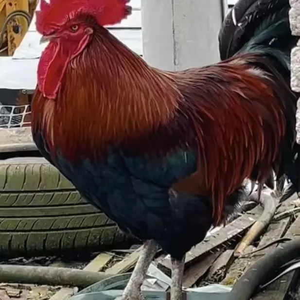 贵州凯里红瑶青脚黑脚宠物土公鸡