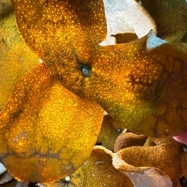 2025广西浦北茶枝柑 二红皮自然生晒干仓收藏送礼佳品