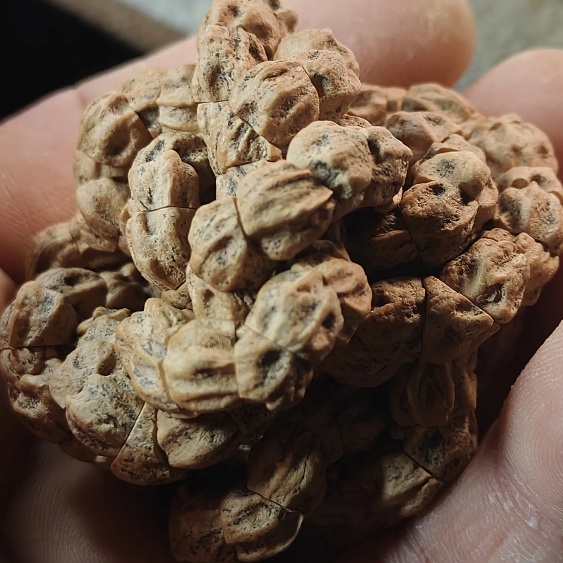 热振百香籽斜切大肠串高油高密尺寸7.5