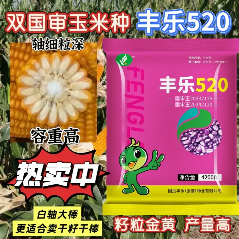 双国审丰乐520高产玉米种子种植抗倒伏抗旱抗病抗锈白轴大棒正品