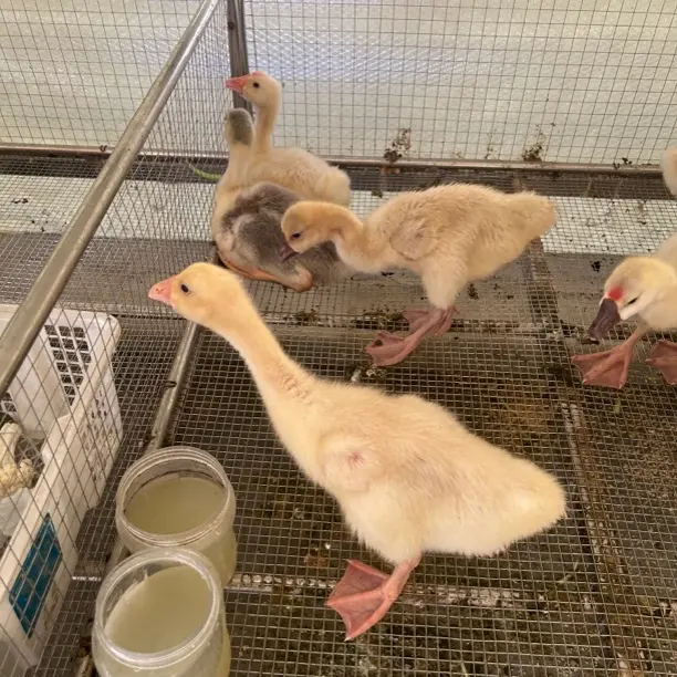 白花黑色健康好养的网红粘人宠物鸭适合家庭养殖