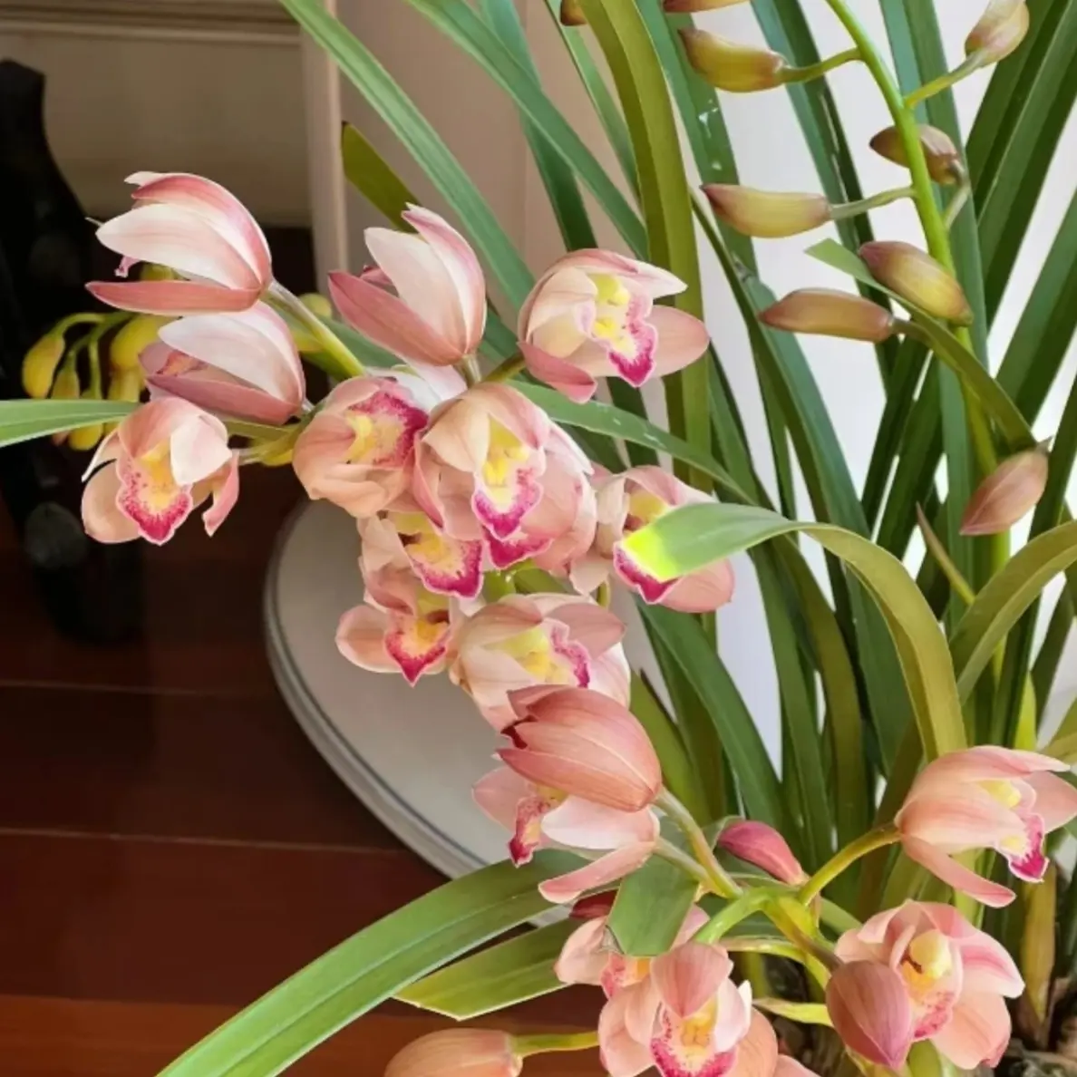 蕙兰东方美人盆栽室内好养带香味绿植多花剑花卉年宵花