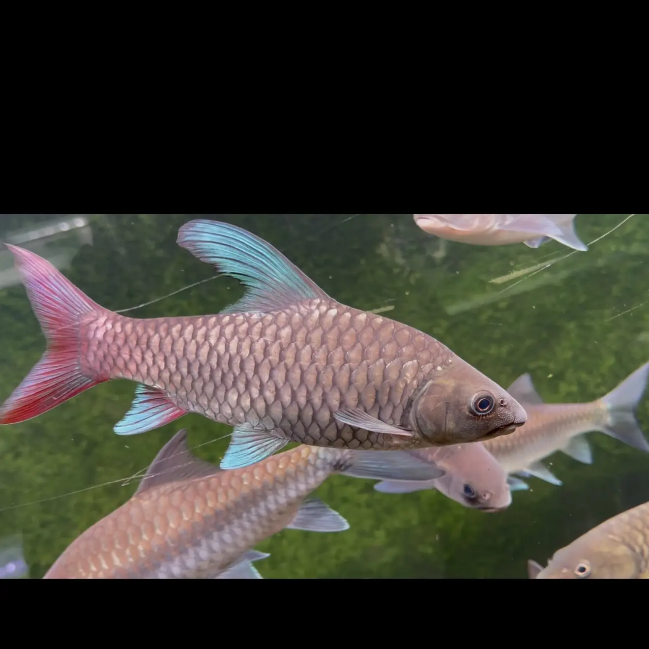 非洲彩虹吉罗 蓝彩虹小鱼 原生观赏鱼