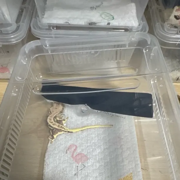 睫角守宫莉莉111