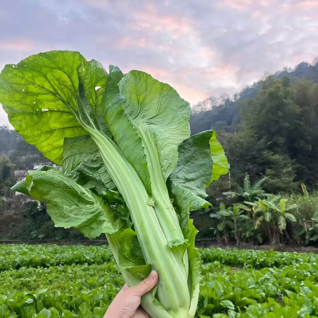 福建老咸菜10几年